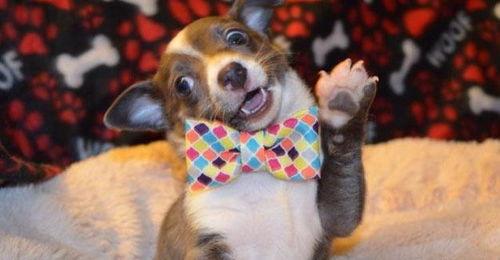 娱乐吃瓜菌宠物,揭秘娱乐圈中的萌宠生活