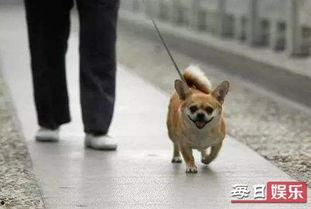 娱乐吃瓜养狗视频下载,一键下载，轻松享受欢乐时光