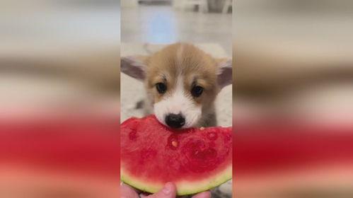 吃瓜娱乐小狗,小狗带你领略萌宠界的欢乐时光