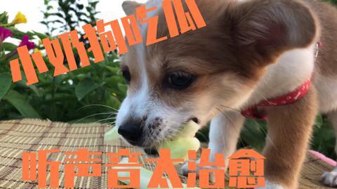 吃瓜娱乐小狗,小狗带你领略萌宠界的欢乐时光