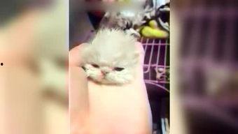 呆妹娱乐吃瓜视频大全下载,盘点热门搞笑瞬间